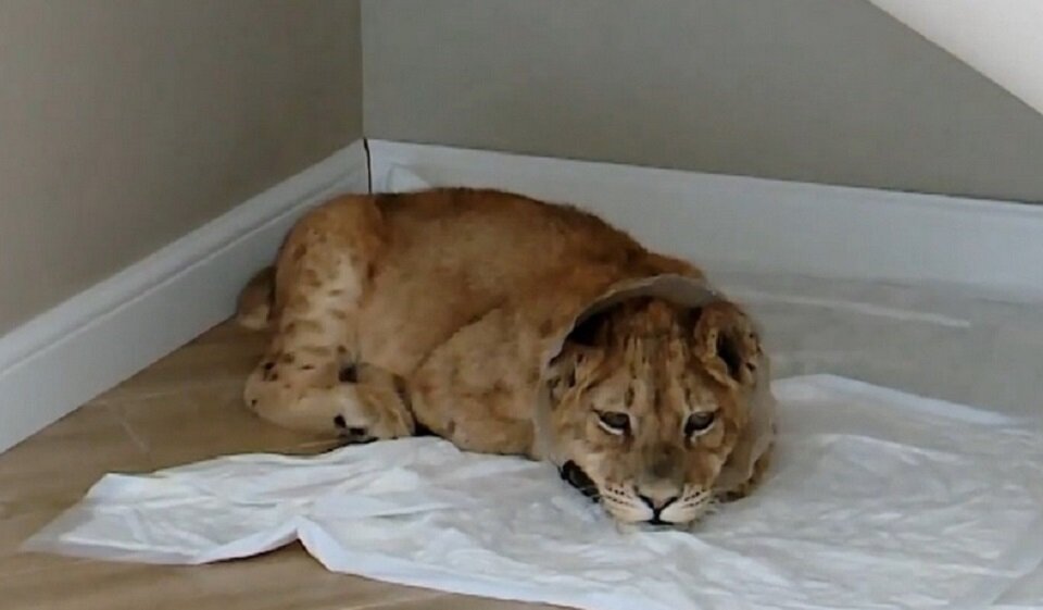 Спасенной Сиаре выделили свой уголок, где она могла бы спокойно лежать