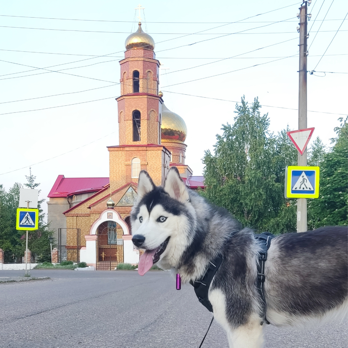 Хаски по имени Мани