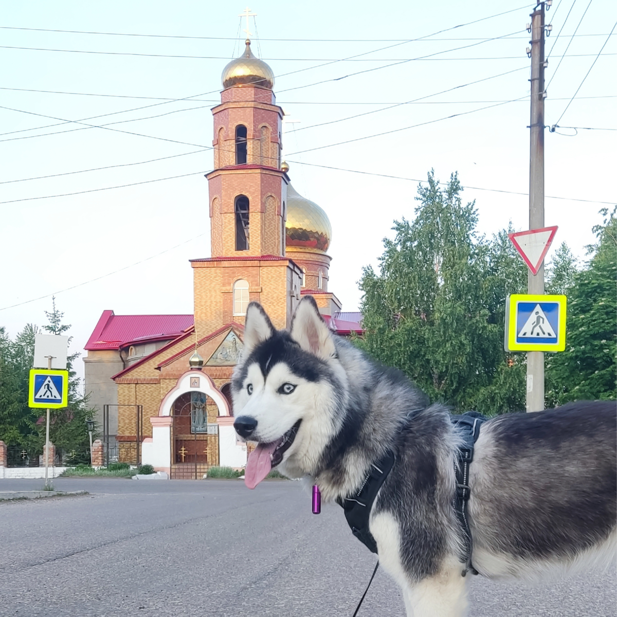 Почему собака грызет лапы? Причины для беспокойства | Хаски по имени Мани |  В мире собак | Дзен