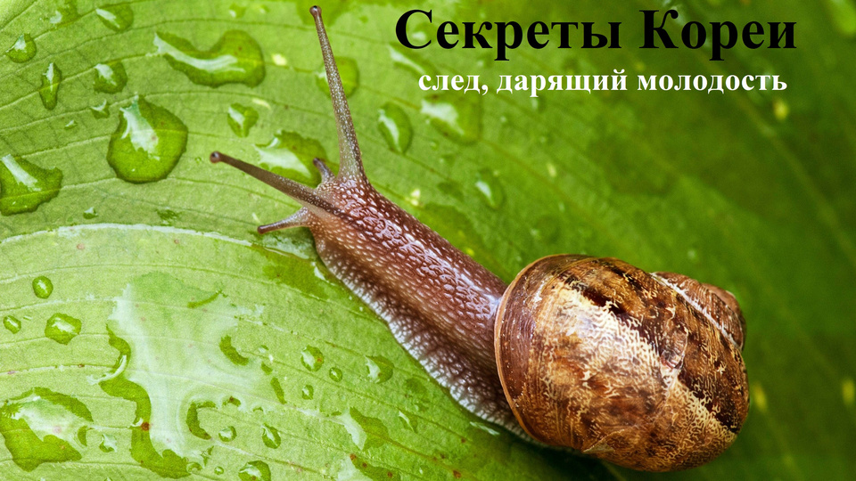 Знаменитая Улитка, и ее секреты красоты.