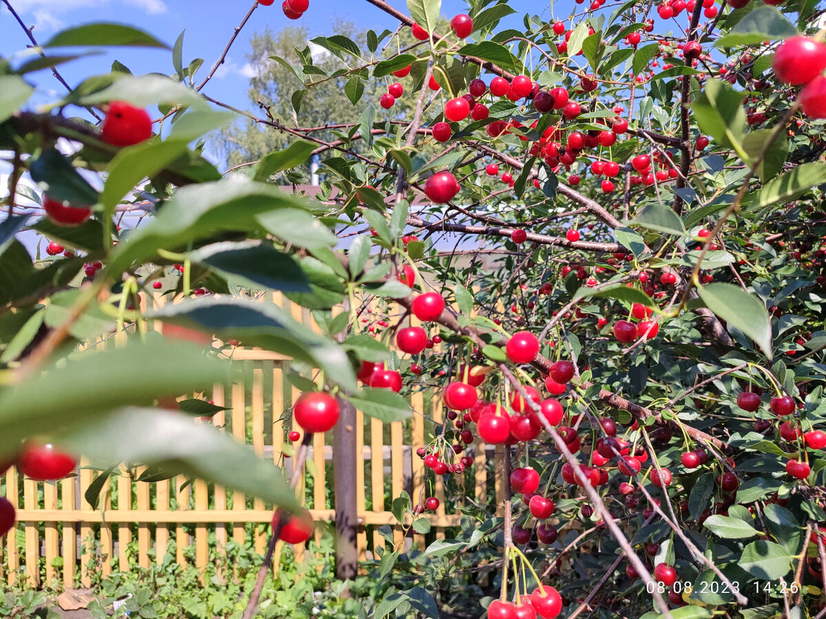 Вишня колосится