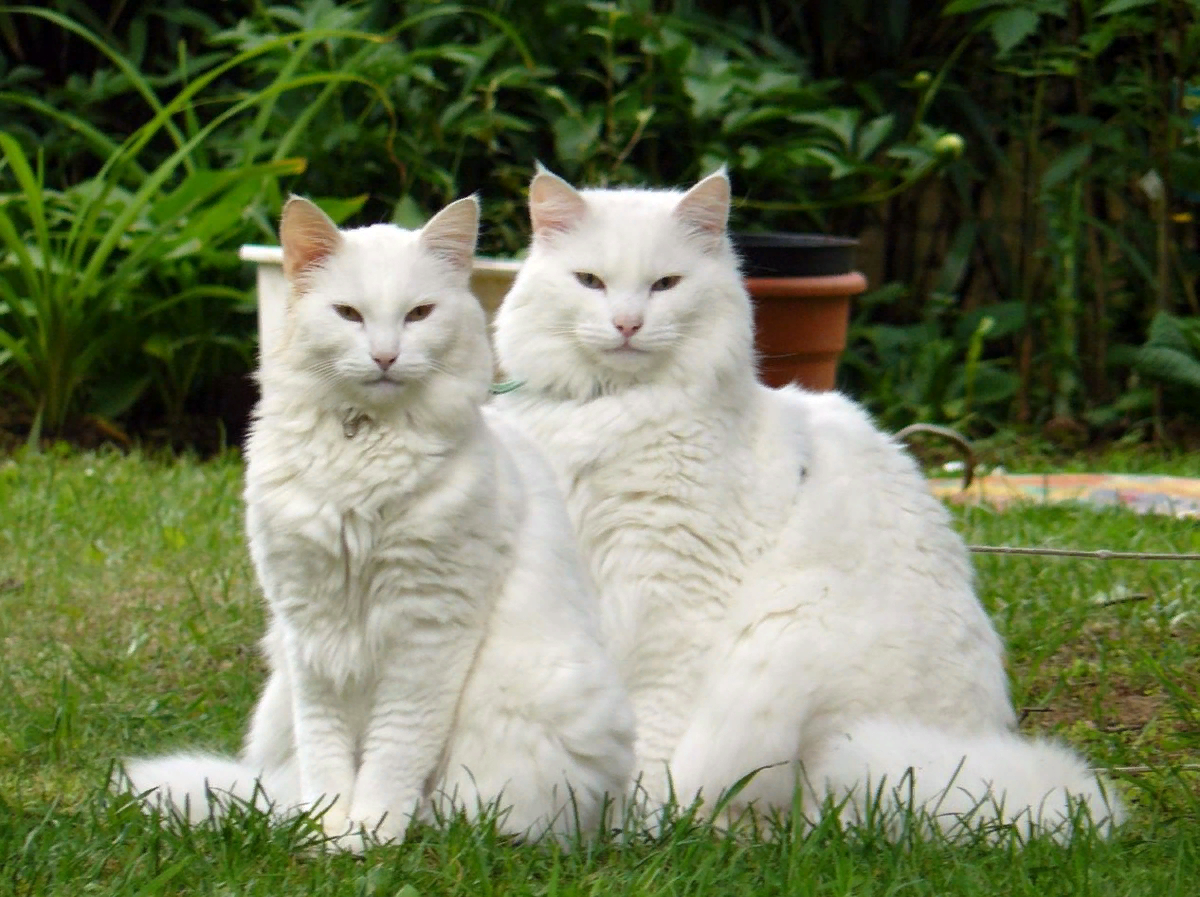 Коты Сеня и Пушок