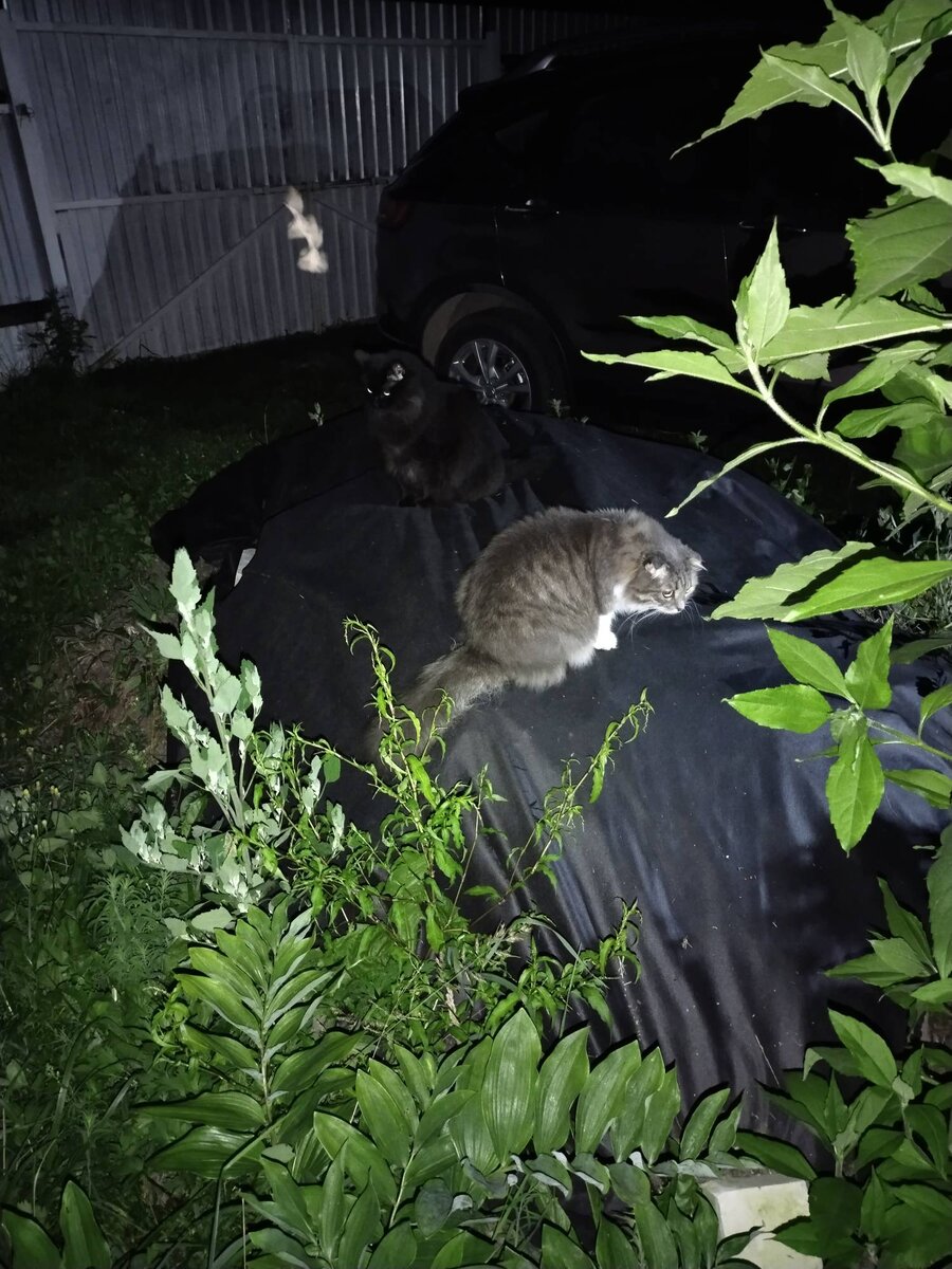 Не дают кошечкам спать по ночам ироды всякие...