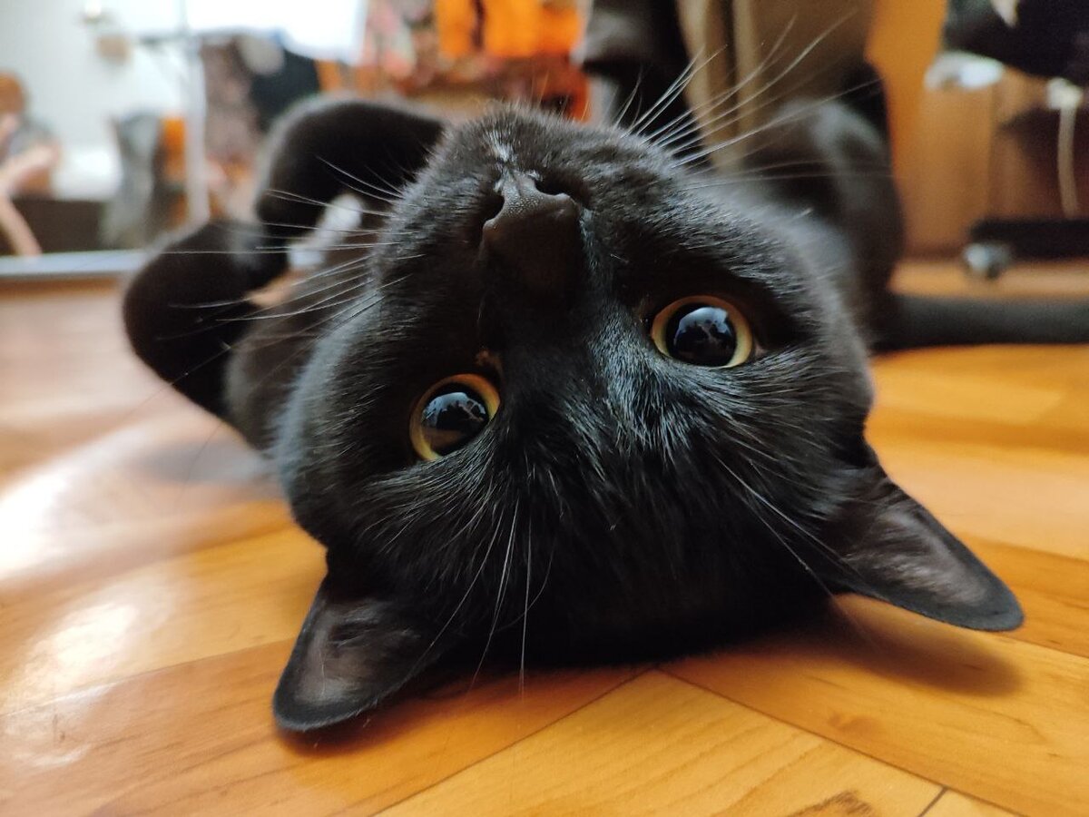 Кот по кличке Кот