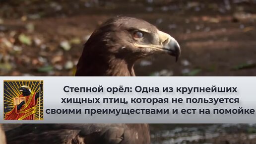 Степной орёл: Король помоек и гроза грызунов. Одна из крупнейших хищных птиц, которая не пользуется своими преимуществами | Видео 🎥