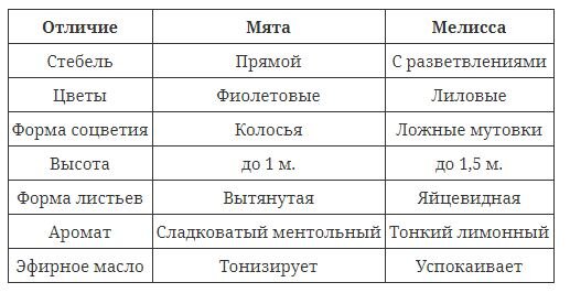 Таблица основных отличий мяты и мелиссы.