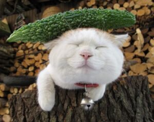 Заботливый владелец сможет распознать о сотрясение самостоятельно, ведь признаки рассматриваемого проявления заметить довольно легко. Характерными симптомами являются следующие: