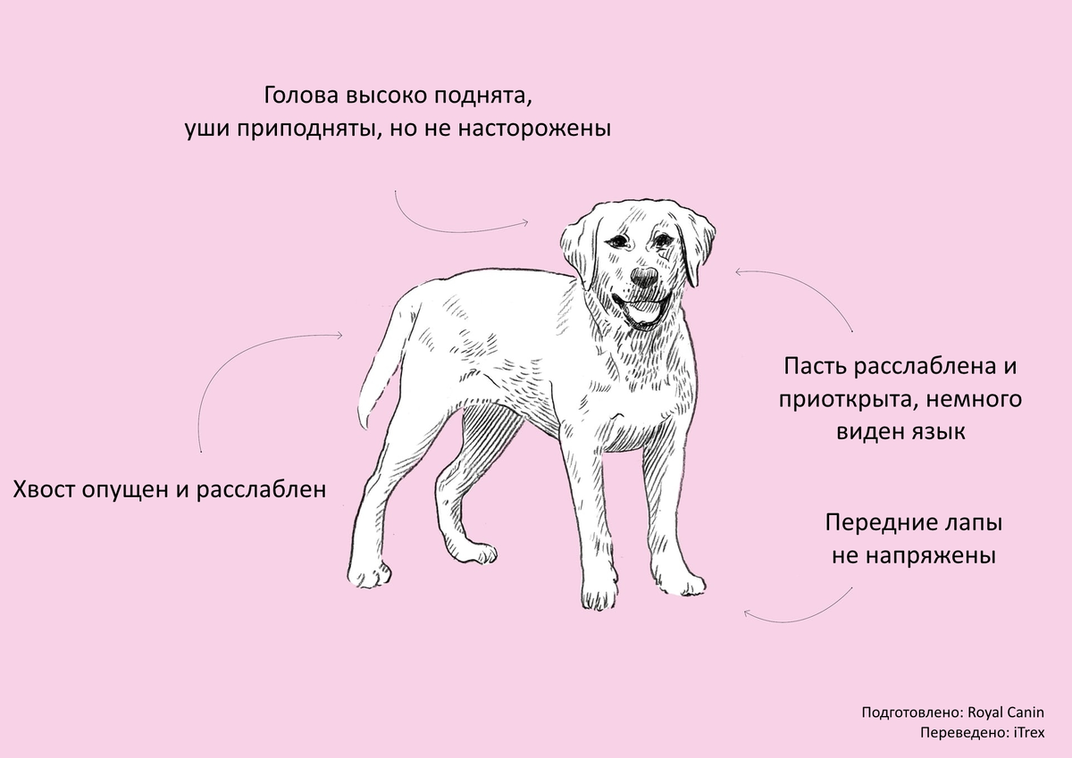 Как понять что у собаки проблемы. Язык тела собаки. собака говорит. как понять собачий язык. собаки понимают человеческую речь.