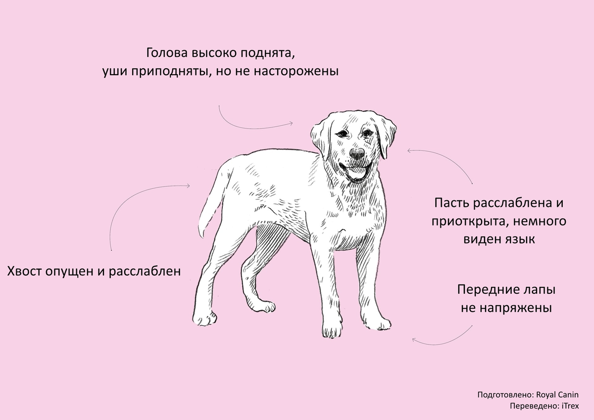 О чем говорят собаки: наглядное пособие для тех, кто хочет научиться  понимать по-собачьи | Бюро переводов iTrex | Дзен