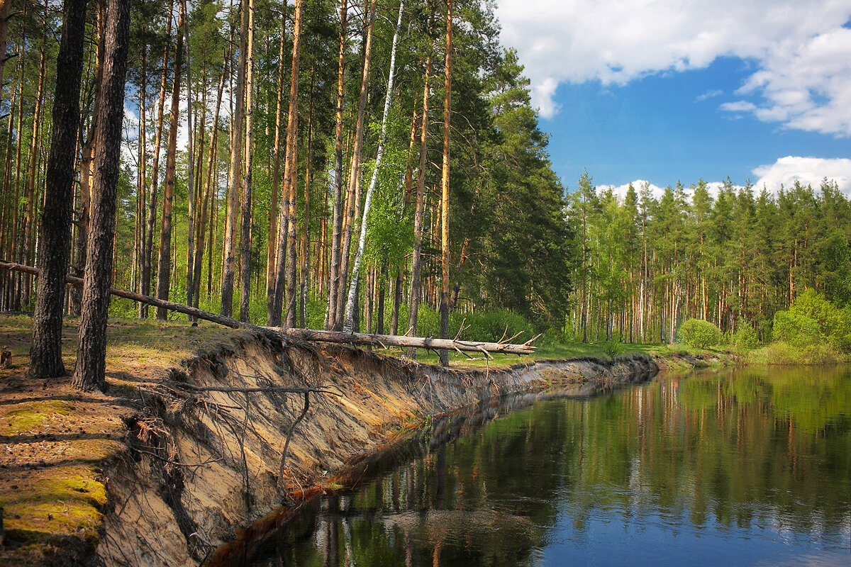 мещерский парк лес