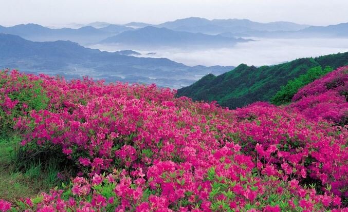 Дивный запах распространяется на многие мили вокруг и прекрасно кружит голову.