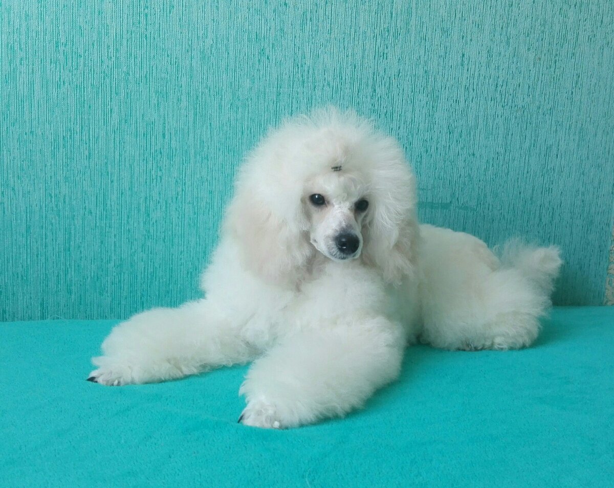 Берноль-классик Бейонсе