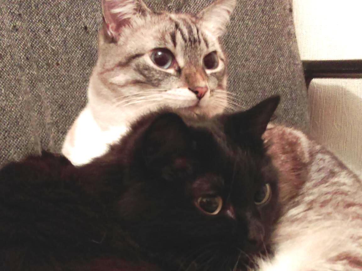 Осторожно! Ты держишь нашу сметану! 