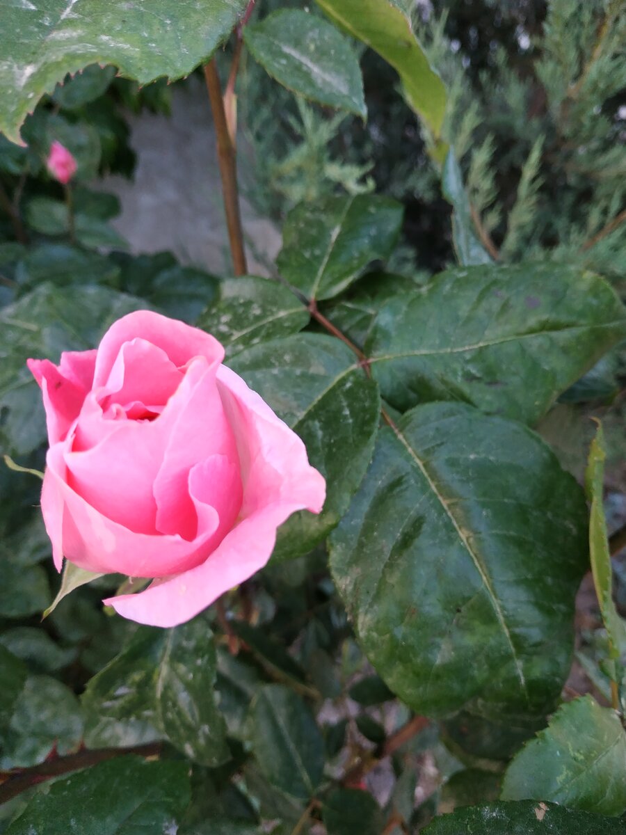 Символ любви и счастья