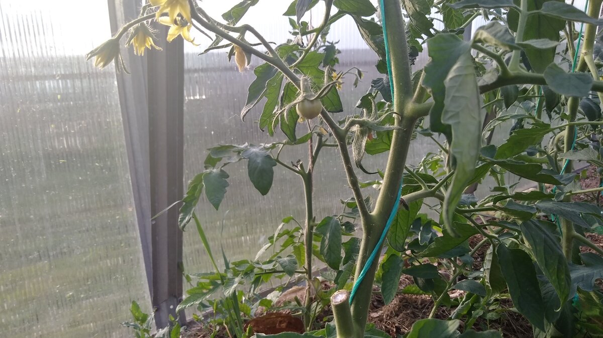 Если пасынки обламывать вовремя, плоды будут завязываться быстрее.