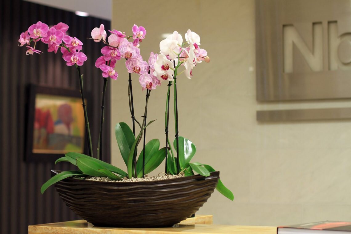     Всем известно, что орхидея довольно капризное растение и чтобы она хорошо росла и долго цвела придется потрудиться.