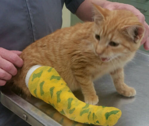 Перелом хвоста у кошки - лечение, симптомы | Сеть ветеринарных клиник «Ветус»
