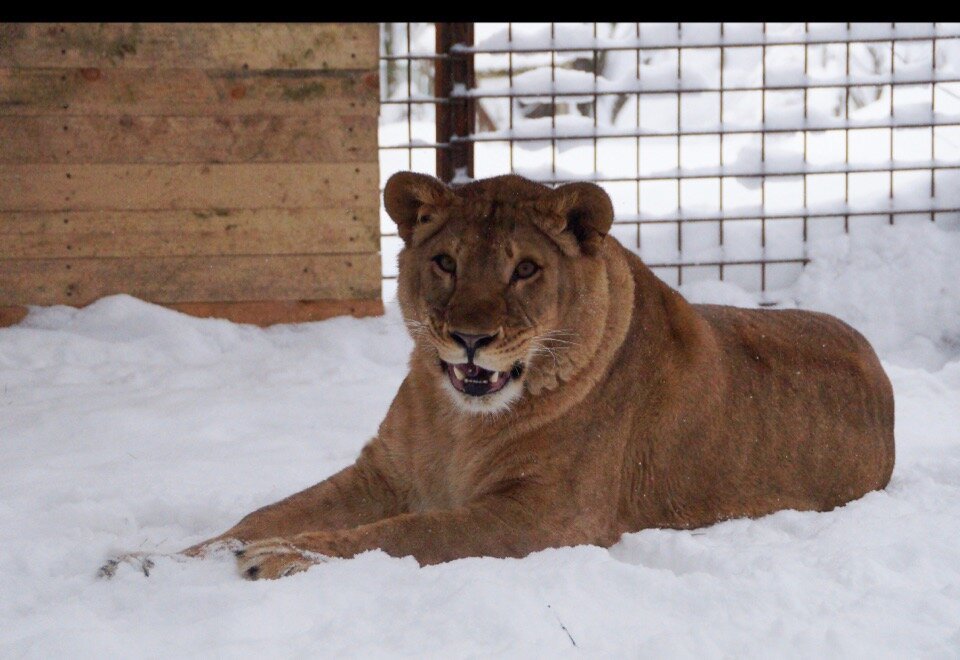 Эльза веселушка