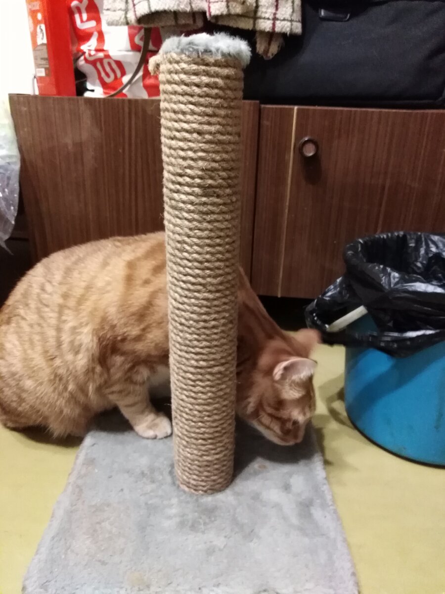 Кот изучает новую когтеточку:))