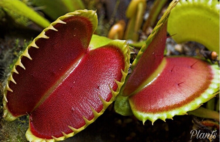 Тут видно волоски-триггеры