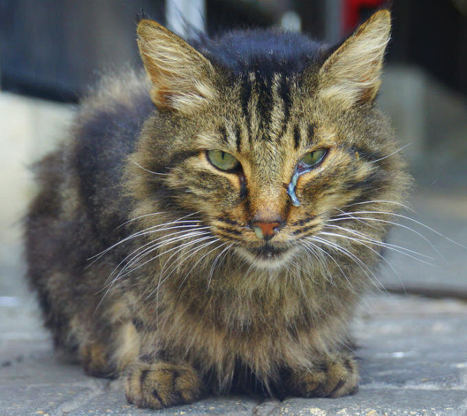 Чем лечить глаза 🐈 у кошки при инфекциях? - Мурчалкин