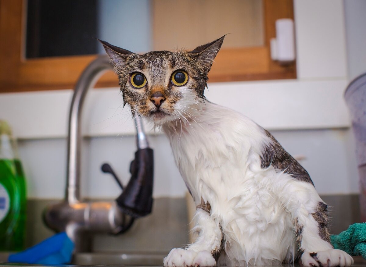 Источник фото: ilike.pet