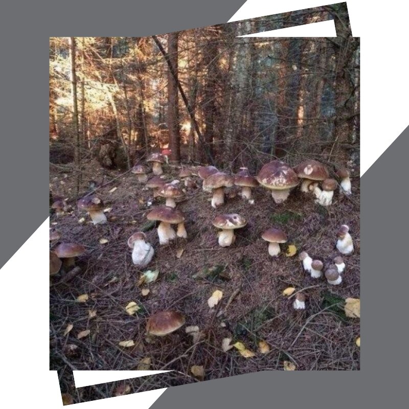 в каких лесах растут белые. маслята в лесу. когда растут белые грибы. в каких лесах растут белые грибы. белые грибы растут.