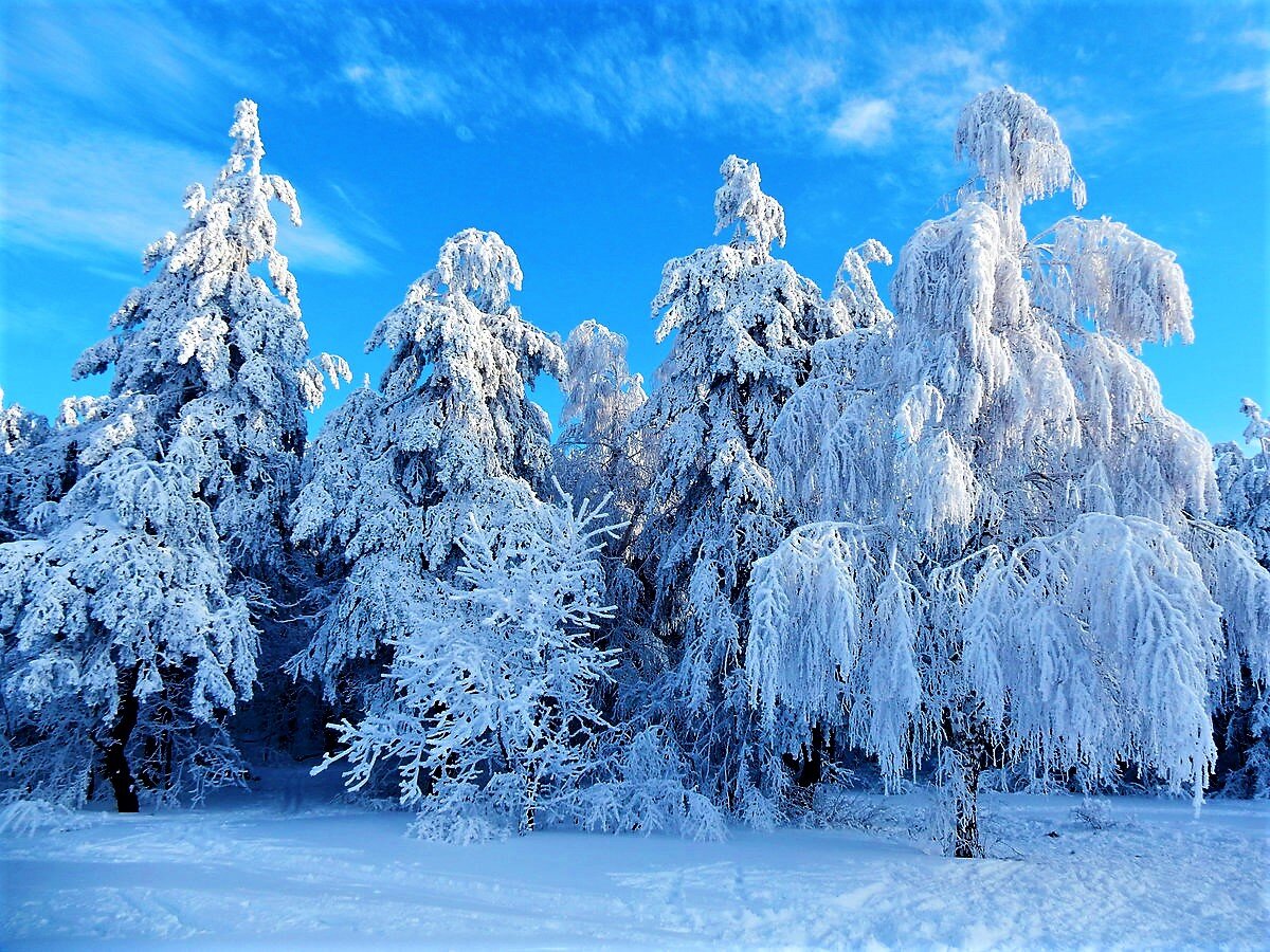 Снежок лесной. Зимний лес. Снежный лес. Зимой в лесу. Красивый зимний лес.
