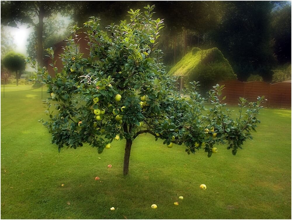 Яблоня от яблони далеко не падает. Яблоня дерево. Яблоня с яблоками. Волшебный сад яблоня. Волшебный сад с золотыми яблоками.