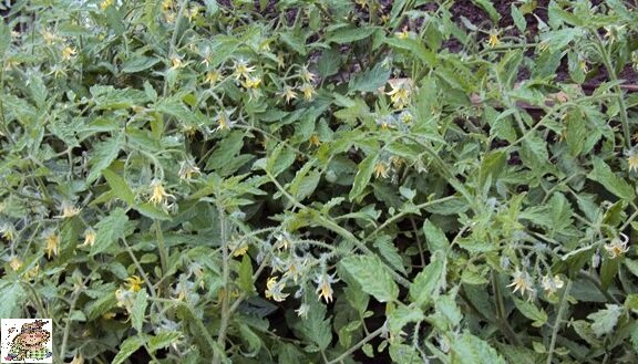 Обильное цветение.