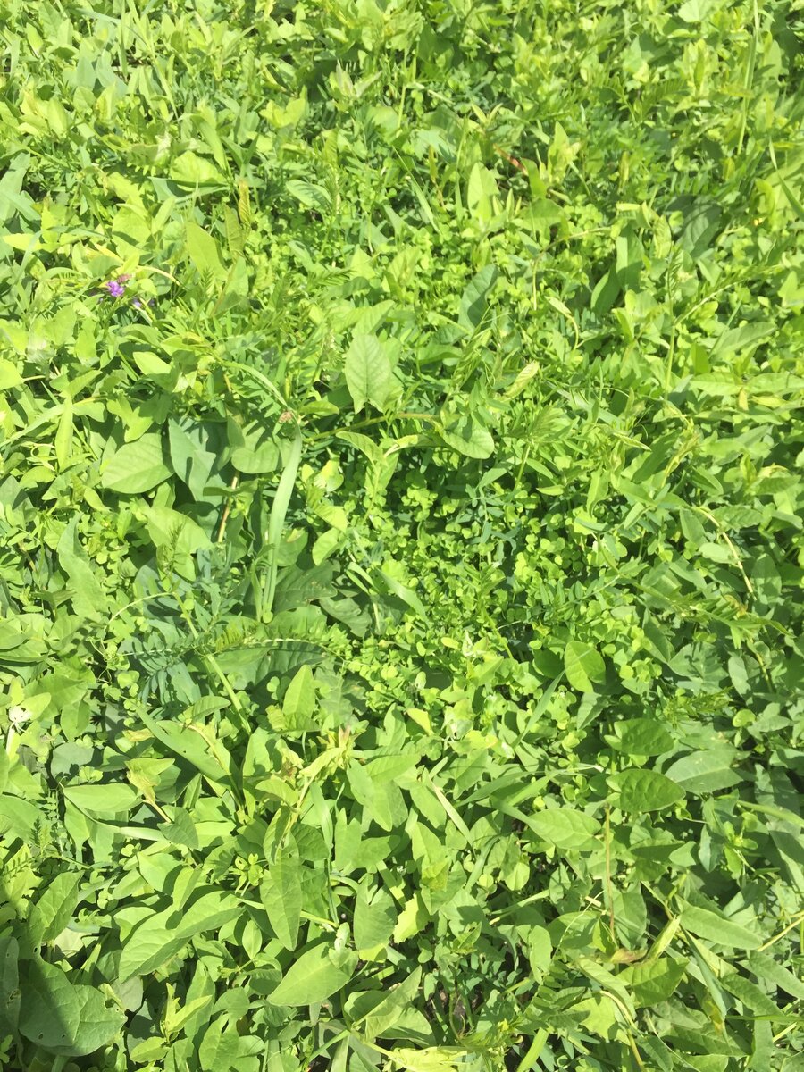 Сорняки и белый клевер