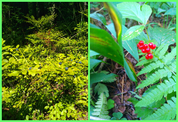 Черника и костяника в лесу