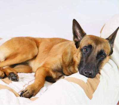 Желтуха у собак - причины патологии, что делать владельцу | Лапа помощи |  Дзен