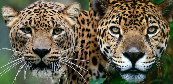 Как отличить ягуара от леопарда?