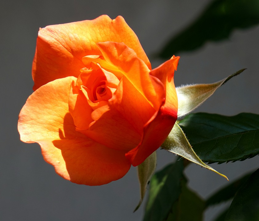 Как посадить розу из букета с фото и видео