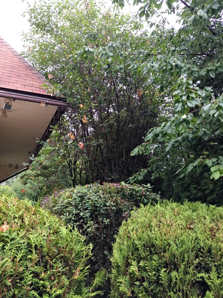 Вишня на заднем плане, высота у нее больше 8 м