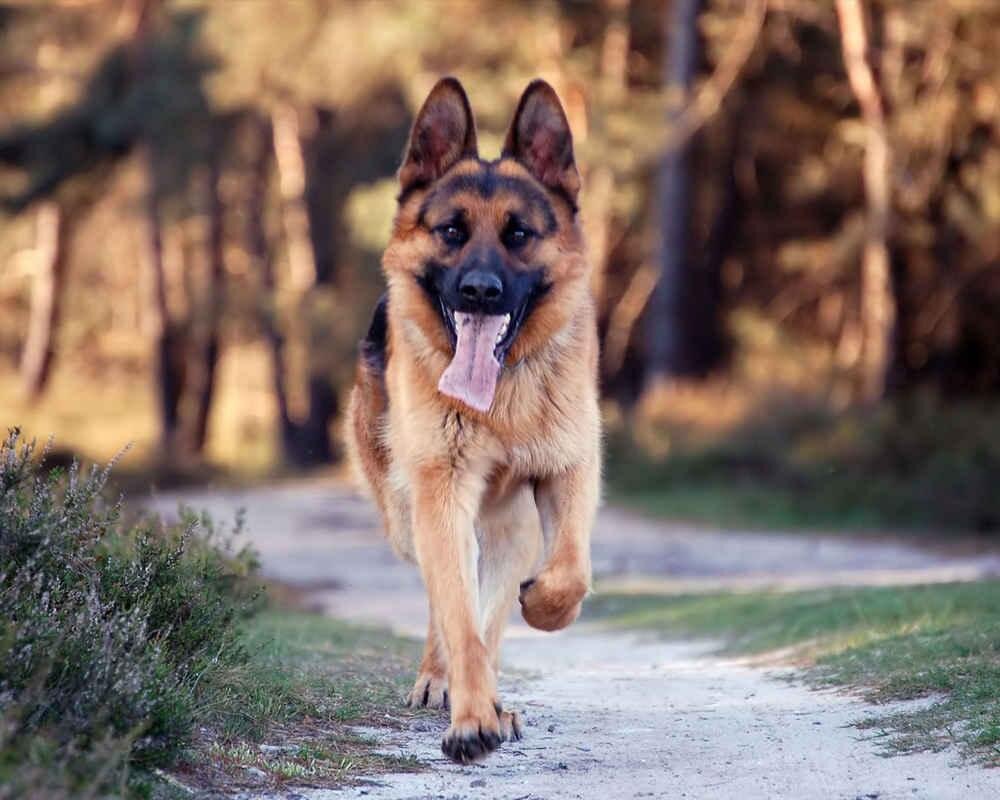 Мой любимый Джек