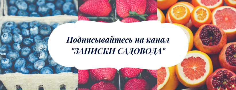 Вершинная гниль – неинфекционное заболевание, поражающее плоды томатов. Заболевание начинает развиваться при повышенной температуре воздуха, недостатке питательных элементов и влаги. Особенно кальция.-2