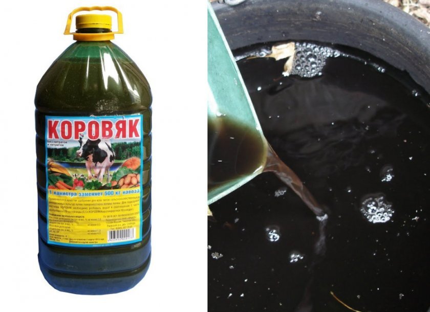 Как вариант можно купить уже готовый коровяк. Иной раз он выходит дешевле приобретения оригинала. 