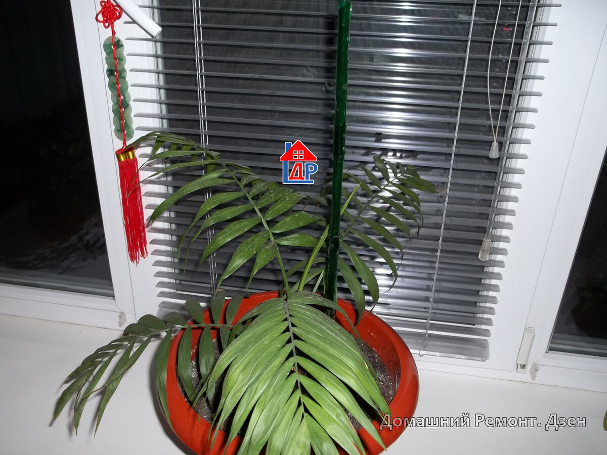 Как смотрится колышек в горшке комнатного цветка