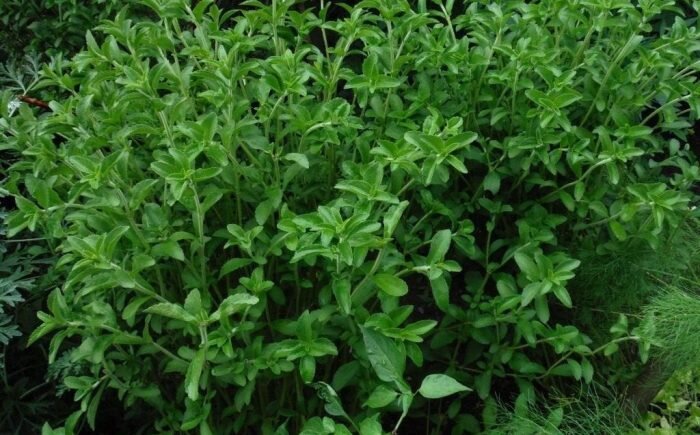 Стевия растет в Южной Америке (Фото: Diabeto.ru)