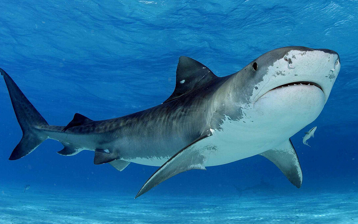 Черноморские акулы:миф или реальность? | BioLand | Дзен