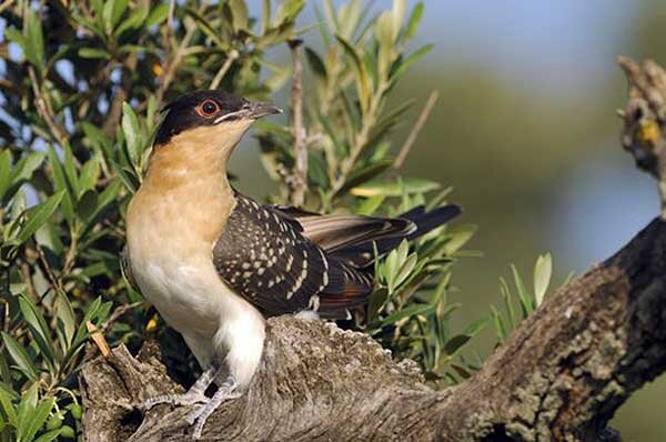 Источник фото: focusingonwildlife.com