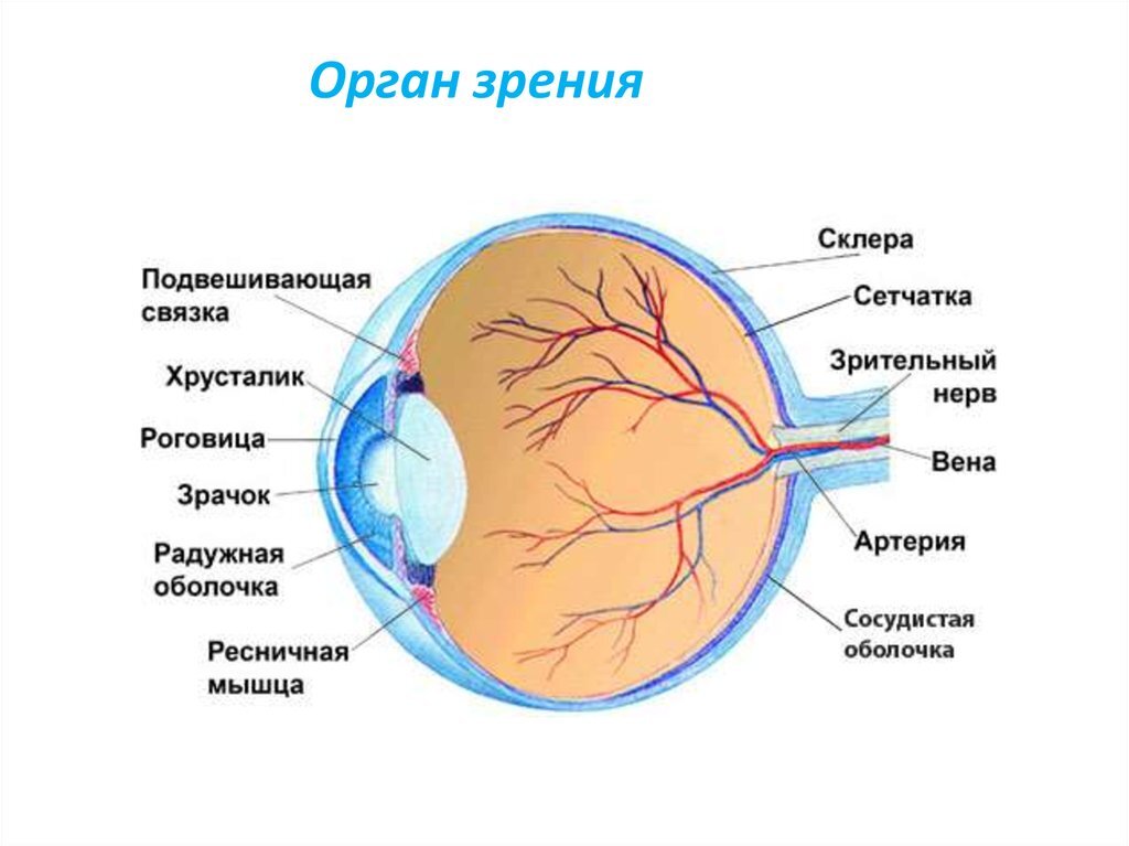 Какие структуры глаза обозначены буквами на рисунке. Орган зрения анатомия. Строение глаза. Орган зрения рисунок.