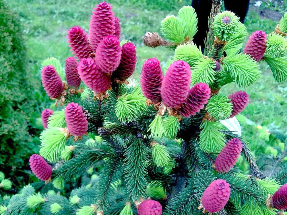 Ель обыкновенная «Акрокона» (Picea abies «Acrocona»)