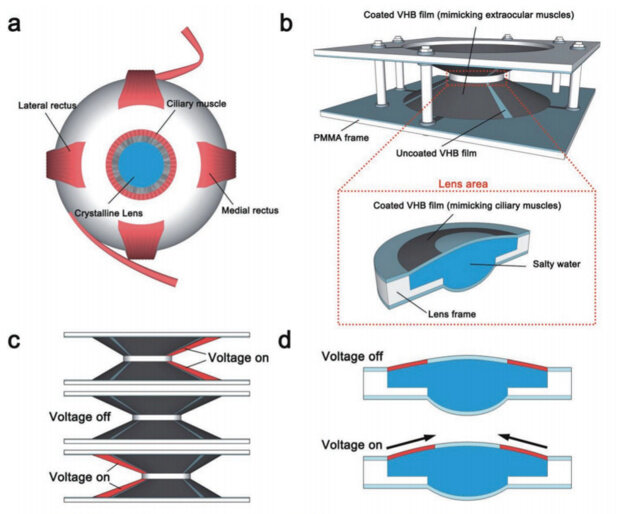             Jinrong Li et Схема глаза (а) и прототипа линзы / Advanced Functional Materials, 2019