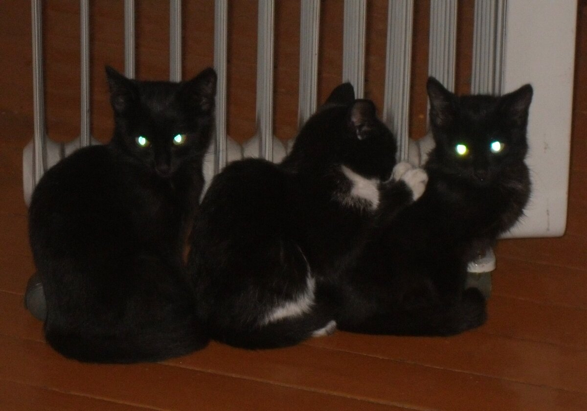 Привет! Мои коты собственной персоной.