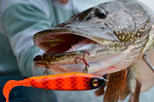 Ловля щуки