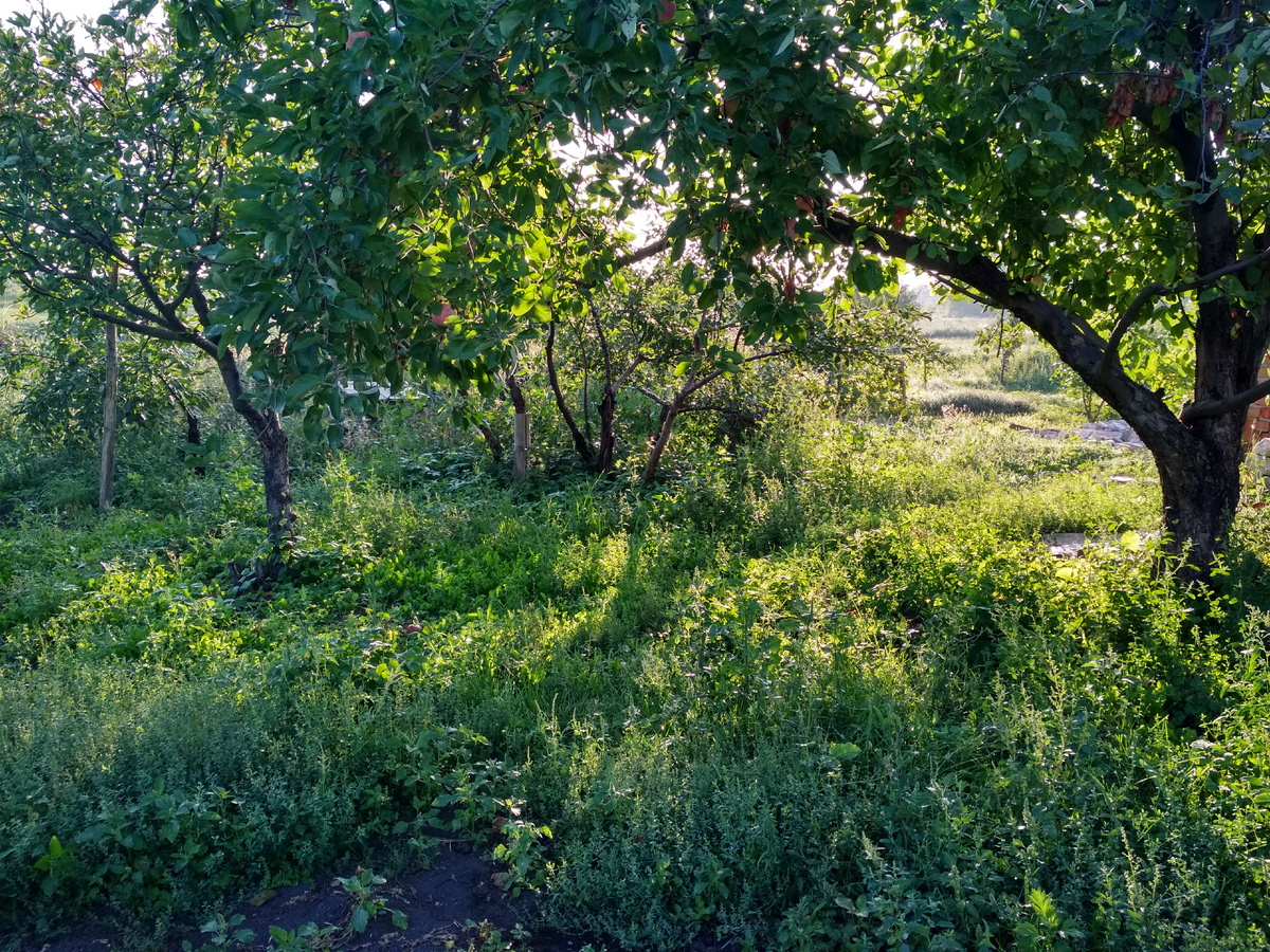 Раннее утро на даче в конце августа