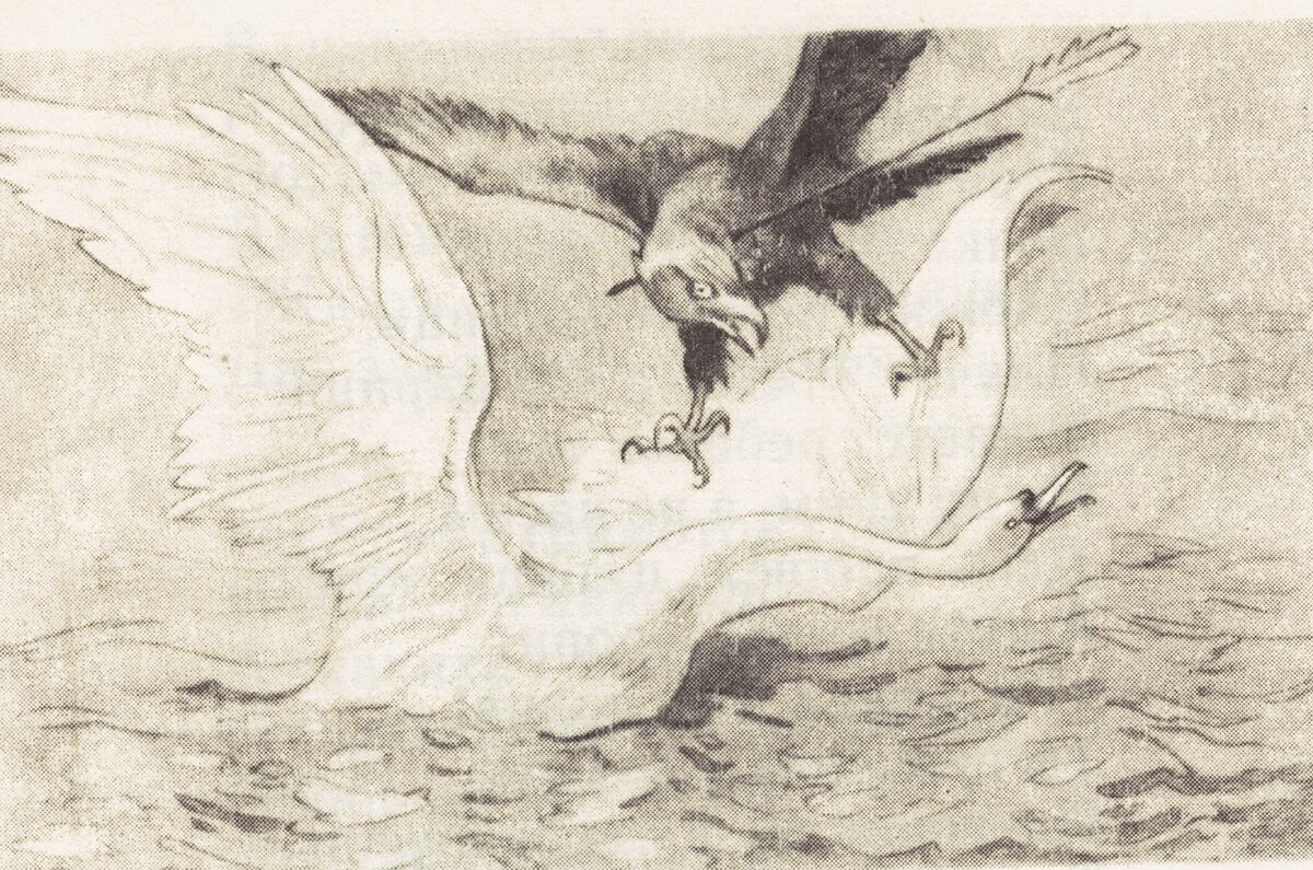 Иллюстрация из сказки о Царе Салтане 